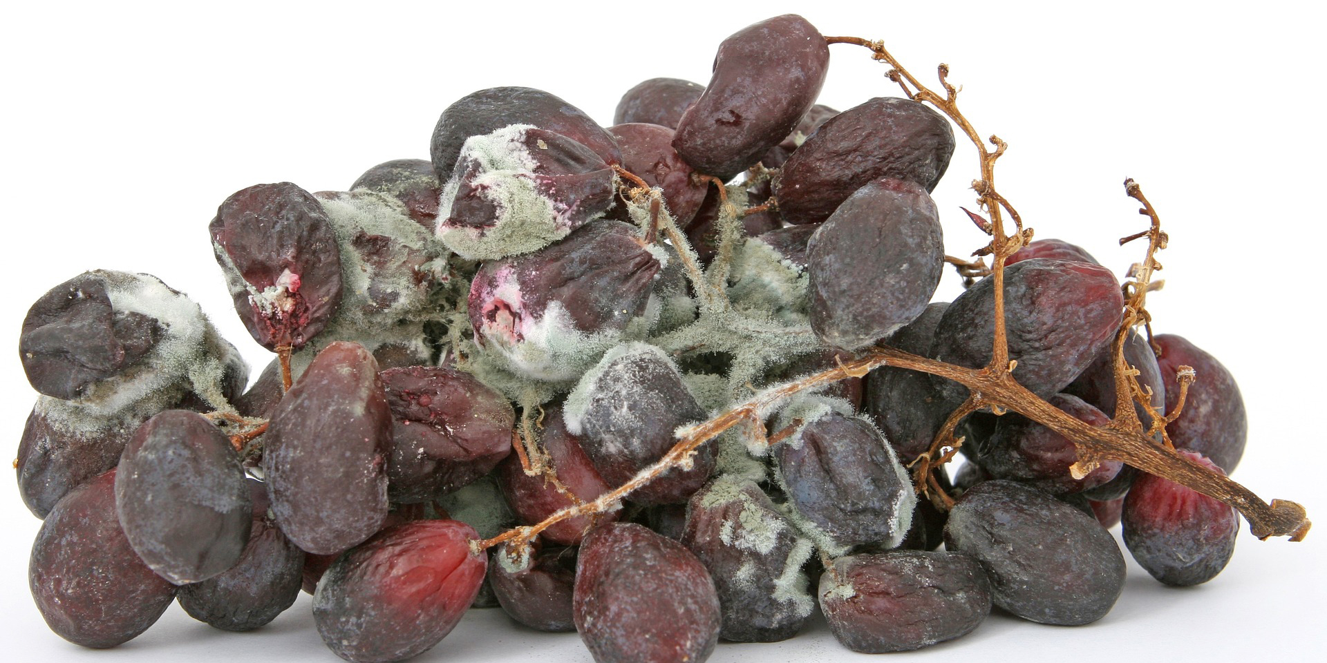 Funky Smells? Odor Control is Here to Save the Day